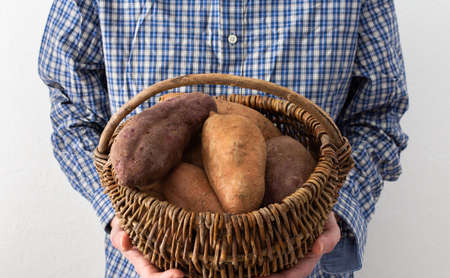 Man holds in front of him a wicker basket with orange and purple sweet potatoesの写真素材