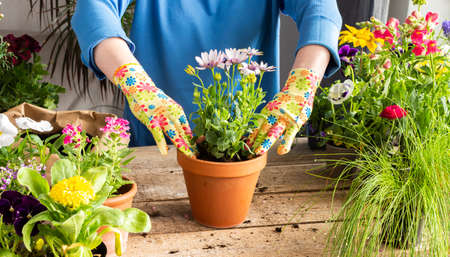 Spring decoration of a home balcony or terrace with flowers, woman transplanting a flower Osteospermum into a clay pot, home gardening and hobbies, biophilic designの写真素材