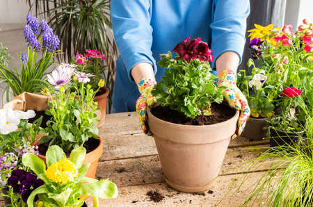 Spring decoration of a home balcony or terrace with flowers, woman transplanting a flower geranium into a clay pot, home gardening and hobbies, biophilic designの写真素材