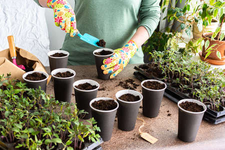 Young green seedlings of tomato in a special plastic form, woman gardener transplanting seedlings, pricking out in disposable paper cups, home hobbyの写真素材