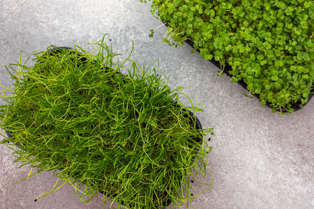 Vegetable greens of arugula and chives, useful microgreen close-up , organic foodの写真素材