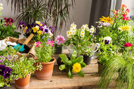 Spring decoration of a home balcony or terrace with flowers, transplanting flowers from temporary pots to permanent ones, home gardening and hobbies, biophilic designの写真素材