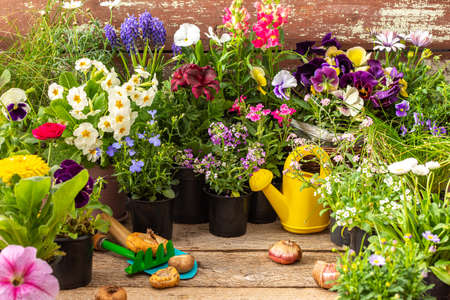 Spring work in the garden and at home, planting decorative flowers, spring and summer flowers in pots and gladiolus bulbs on a wooden background, a watering can and a rake with a shovelの写真素材