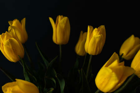 Beautiful spring bouquet of yellow tulips on a dark background, festive bouquet for birthday or holidayの写真素材