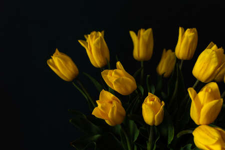 Beautiful spring bouquet of yellow tulips on a dark background, festive bouquet for birthday or holidayの写真素材