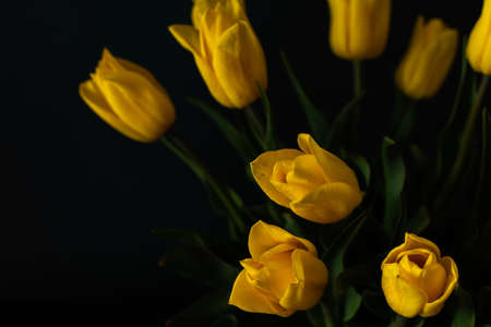 Beautiful spring bouquet of yellow tulips on a dark background, festive bouquet for birthday or holidayの写真素材