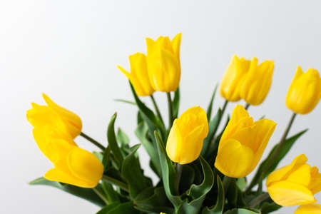 Beautiful spring bouquet of yellow tulips, festive bouquet for birthday or holidayの写真素材