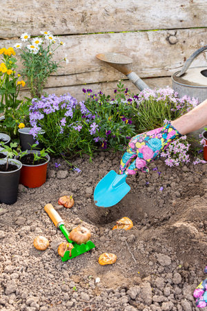 Spring garden decoration with flowers, man gardener planting gladiolus bulbs in the ground near the house, home gardening and hobbyの写真素材