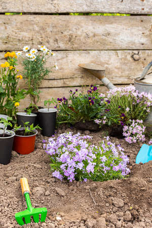 Spring garden decoration with flowers, planting phlox in the ground near the house, home gardening and hobbyの写真素材