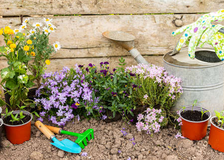 Spring garden decoration with flowers, planting flowers in the ground near the house, home gardening and hobbyの写真素材