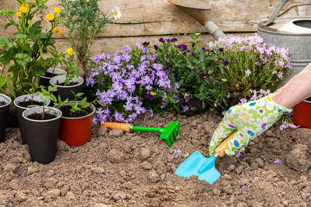 Spring garden decoration with flowers, man planting flowers in the ground near the house, home gardening and hobbyの写真素材