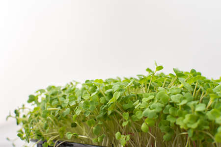 Vegetable greens of arugula, useful microgreen close-up , organic foodの写真素材