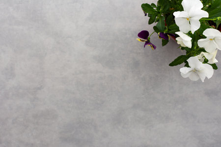 White pansy flowers in a pot on a gray background, top view, copy spaceの写真素材