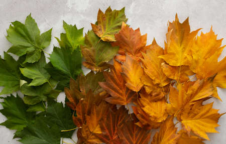 Autumn background with maple leaves in three colors, green, red and yellow, the transition from summer to fall, the change of natural seasonsの写真素材