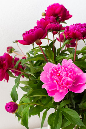 Peonies close up, part of a home interior, house decoration with flowers, cozy summer backgroundの写真素材