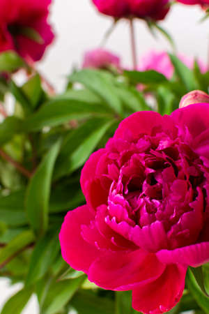 Peonies close up, part of a home interior, house decoration with flowers, cozy summer backgroundの写真素材