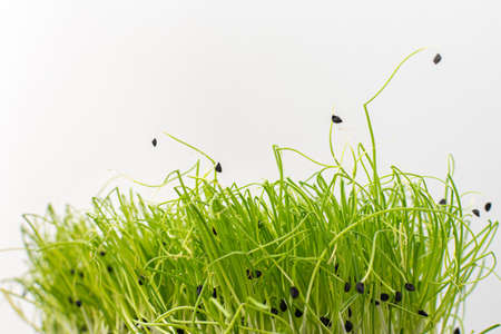 Vegetable greens of chives, useful microgreen close-up , organic foodの写真素材