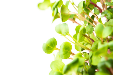 Vegetable greens of pink radish, useful microgreen close-up on a white background, organic foodの写真素材
