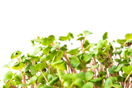 Vegetable greens of pink radish, useful microgreen close-up on a white background, organic foodの写真素材