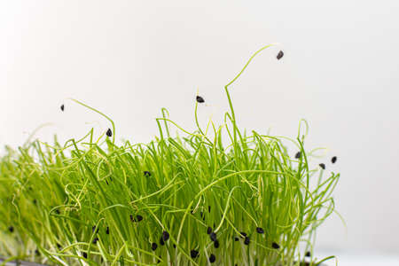 Vegetable greens of chives, useful microgreen close-up , organic foodの写真素材