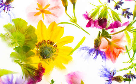 Summer background of frozen flowers in ice, cornflowers and geraniums, osteosperum and lavender and carnationの写真素材