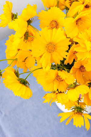 Beautiful summer flowers yellow Chamomile in a vase, part of home interior, Cota tinctoriaの写真素材
