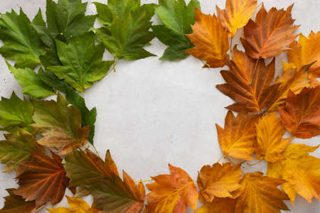 Autumn background with maple leaves in three colors, green, red and yellow, round frame of fallen leaves, the transition from summer to fall, the change of natural seasonsの写真素材