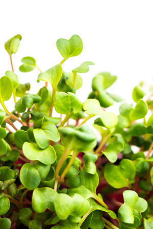 Vegetable greens of pink radish, useful microgreen close-up on a white background, organic foodの写真素材
