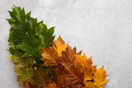 Autumn background with maple leaves in three colors, green, red and yellow, the transition from summer to fall, the change of natural seasonsの写真素材