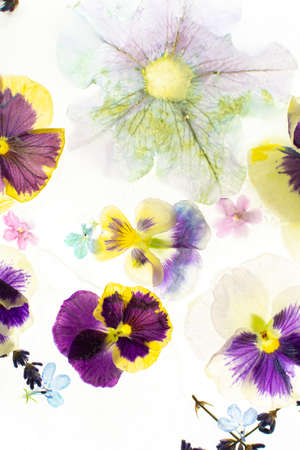 Summer background of frozen flowers in ice, colorful pansies and geraniums, lavender and Verbenaの写真素材