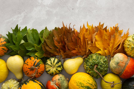 Autumn background with maple leaves in three colors, green, red and yellow and pumpkins, the transition from summer to fall, the change of natural seasonsの写真素材