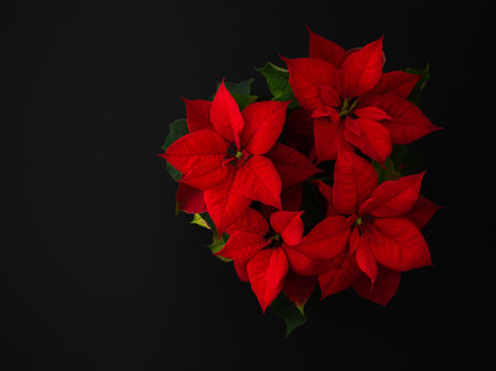 Beautiful Christmas flower Poinsettia close-up on a black backgroundの写真素材