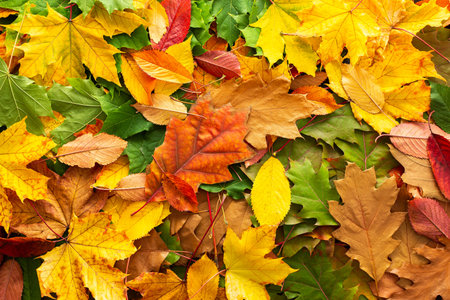 Autumn background with Quercus rubra and maple and cherries leaves, the transition from summer to...