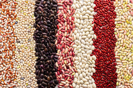 Background from different types of beans in rows, economically important legume, top viewの写真素材