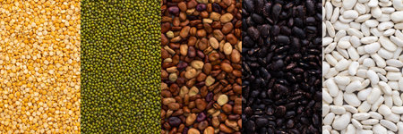 Different types of legumes banner, mung beans and yellow peas, brown, white and black beans, top viewの写真素材