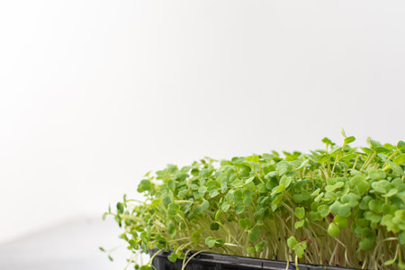 Vegetable greens of arugula, useful microgreen close-up , organic foodの写真素材