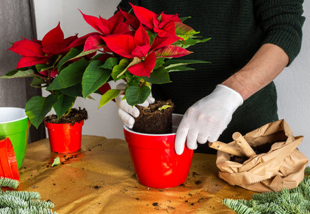Transplanting Poinsettia Christmas Flowers into red and green pots, man transplanting flowers, home decoration at Christmas, Merry Christmas conceptの写真素材