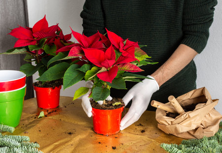 Transplanting Poinsettia Christmas Flowers into red and green pots, man transplanting flowers, home decoration at Christmas,Merry Christmas Conceptの写真素材