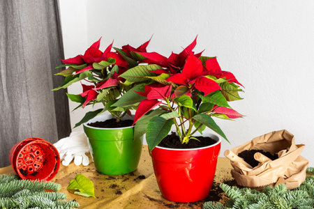 Transplanting Poinsettia Christmas Flowers into red and green pots, Merry Christmas Concept, home decoration at Christmas,の写真素材