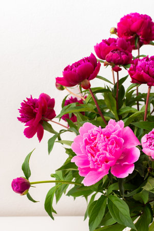 Peonies in a white vase against a white wall, part of a home interior, house decoration with flowers, cozy summer backgroundの写真素材