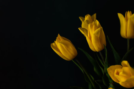 Beautiful spring bouquet of yellow tulips on a dark background, festive bouquet for birthday or...