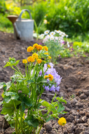 Spring garden decoration with flowers, planting flowers in the ground near the house, home gardening and hobbyの写真素材