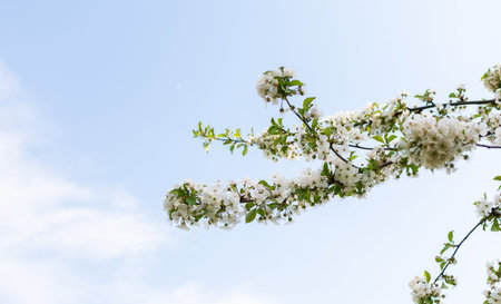 Blooming branches of apple tree close up in the garden