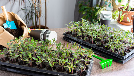 Young green seedlings of tomato in a special plastic form, bag with ground and trowel and garden shovel, transplanting seedlings, pricking out in disposable paper cupsの写真素材
