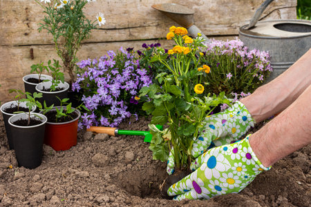 Spring garden decoration with flowers, male gardener planting yellow buttercups in the ground near the house, home gardening and hobbyの写真素材