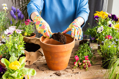 Spring decoration of a home balcony or terrace with flowers, woman transplanting a flower Antirrhinum into a clay pot, home gardening and hobbies, biophilic designの写真素材