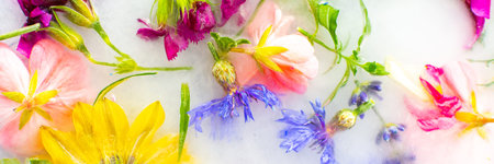 Summer banner of frozen flowers in ice, cornflowers and geraniums, osteosperum and lavender and...