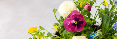 Banner with spring and summer flowers Ranunculus and Muscari, Petunias and Pansies in the ground on a gray background, top view, home decoration with flowersの写真素材