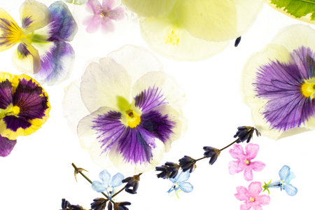 Summer background of frozen flowers in ice, colorful pansies and geraniums, lavender and Verbena