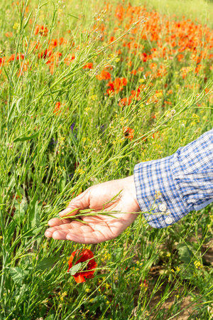 A male farmer checks the quality of sown rapeseed on a sunny summer day, summer field work, a field...